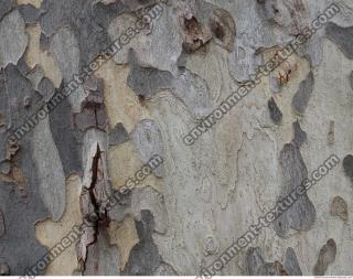 tree bark 0006